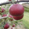 Malus dom. 'Ingrid Marie' Rød, Æble