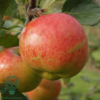 Malus dom, 'Rubinola', Æble
