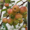 Malus hybrid Evereste, Paradisæble