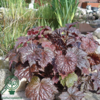 Heuchera americana 'Palace Purple', Alunrod