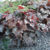 Heuchera americana 'Palace Purple', Alunrod