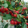 Malus hybrid 'Gorgeous', Paradisæble