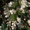 Malus hybrid 'Gorgeous', Paradisæble