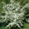 Malus sargentii, Sargentæble