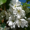 Prunus avi.'Lapins', Kirsebær