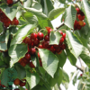 Prunus avi. 'Stella', Kirsebær