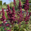 Astilbe arendsii-hybrid 'Fanal', Astilbe