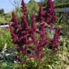 Astilbe arendsii-hybrid 'Fanal', Astilbe