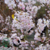 Prunus subhirtella 'Autumnalis', Oktober Kirsebær