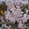 Prunus subhirtella 'Autumnalis', Oktober Kirsebær
