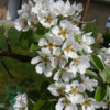 Pyrus com. 'Clara Frijs', Pære