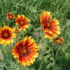 Gaillardia aristata 'Kobold', Kokarde