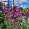 Syringa microphylla 'Bloomerang Dark Purple'