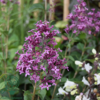 Syringa microphylla 'Bloomerang Dark Purple'