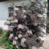 Sambucus nigra 'Black Lace', Rødbladet hyld