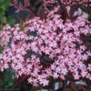 Sambucus nigra 'Black Lace', Rødbladet hyld