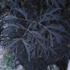 Sambucus nigra 'Black Lace', Rødbladet hyld