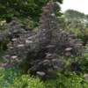 Sambucus nigra 'Black Lace', Rødbladet hyld