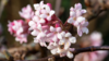 Viburnum bodnantense 'Dawn', Kejserbusk