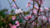 Viburnum bodnantense 'Dawn', Kejserbusk