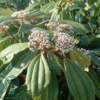 Viburnum davidii, Dværgkvalkved