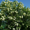 Viburnum opulus 'Roseum', Kvalkved