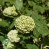 Viburnum opulus 'Roseum', Kvalkved