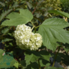 Viburnum opulus 'Roseum', Kvalkved