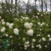 Viburnum opulus 'Roseum', Kvalkved