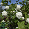 Viburnum opulus 'Roseum', Kvalkved