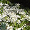 Viburnum plicatum 'Mariesii', Japansk snebolde