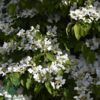 Viburnum plicatum 'Mariesii', Japansk snebolde