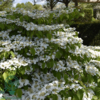 Viburnum plicatum 'Mariesii', Japansk snebolde