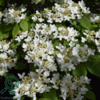 Viburnum plicatum 'Mariesii', Japansk snebolde