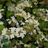 Viburnum plicatum 'Watanabe', Japansk snebolde