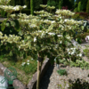 Viburnum plicatum 'Watanabe', Japansk snebolde