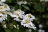 Viburnum plicatum 'Watanabe', Japansk snebolde