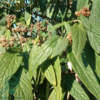 Viburnum rhytidophyllum, Rynkeblad