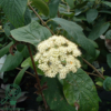 Viburnum rhytidophyllum, Rynkeblad