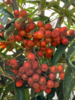 Sorbus 'Dodong', Koreansk Røn