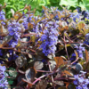 Ajuga reptans 'Braunherz', Krybende Læbeløs