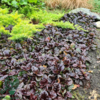 Ajuga reptans 'Braunherz', Krybende Læbeløs