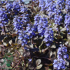 Ajuga reptans 'Braunherz', Krybende Læbeløs