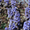 Ajuga reptans 'Braunherz', Krybende Læbeløs