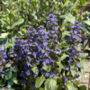 Ajuga reptans 'Braunherz', Krybende Læbeløs