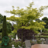 Gleditsia triacanthos 'Sunburst', Gulbladet tretorn