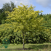 Gleditsia triacanthos 'Sunburst', Gulbladet tretorn