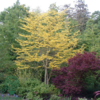 Gleditsia triacanthos 'Sunburst', Gulbladet tretorn