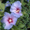 Hibiscus syriacus 'Blue Bird', Syrisk rose