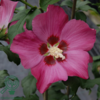Hibiscus syriacus 'Woodbridge', Syrisk rose